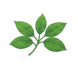 Illustration of Gymnema sylvestre green leaves