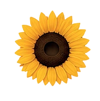Illustration of a yellow sunflower